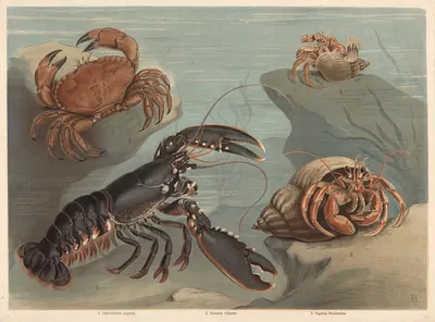 Crab (Platycarcinus pagurus), Lobster (Homarus vulgaris), Hermit crab (Pagurus Bernhardus) by F. E. Wachsmuth, 1890 —…