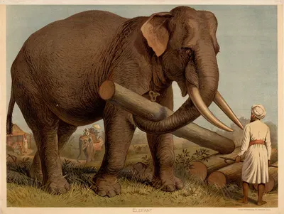Elephant by F. E. Wachsmuth, 1890 — digital art print download