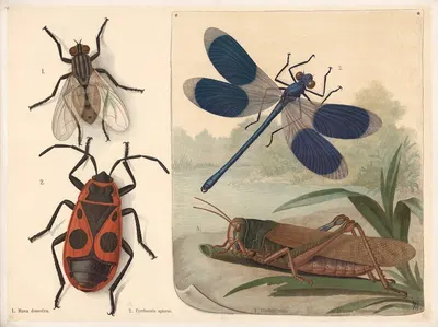 Fly, ladybug, dragonfly, and grasshopper by F. E. Wachsmuth, 1890 — digital art print download