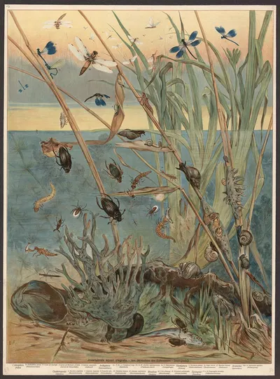 Freshwater invertebrates by F. E. Wachsmuth, 1890 — digital art print download