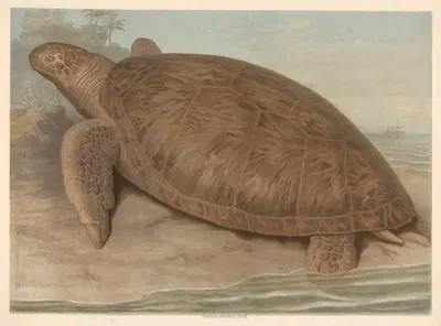 Giant tortoise by F. E. Wachsmuth, 1890 — digital art print download