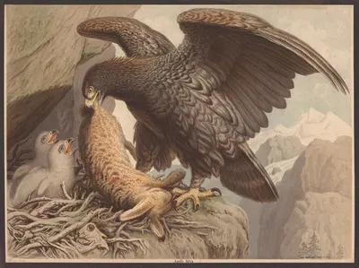 Golden eagle by F. E. Wachsmuth, 1890 — digital art print download