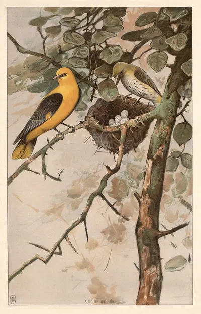 Golden Oriole (Oriolus Galbula) by F. E. Wachsmuth, 1890 — digital art print download