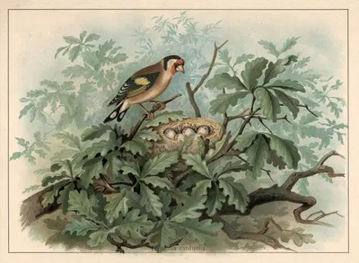 Goldfinch (Fringilla carduelis) by F. E. Wachsmuth, 1890 — digital art print download