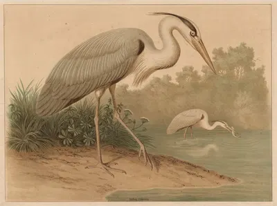 Herons by F. E. Wachsmuth, 1890 — digital art print download