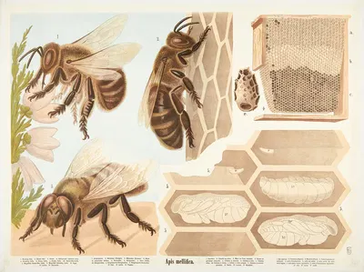 Honeybee (Apis mellifica) by F. E. Wachsmuth, 1890 — digital art print download