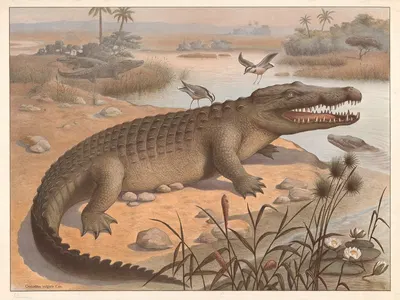 Nile crocodile (Crocodylus niloticus) by F. E. Wachsmuth, 1890 — digital art print download