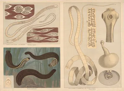 Parasites (Trichinella spiralis), Leeches (Hirudo medicinalis), Tapeworm (Taenia solium) by F. E. Wachsmuth, 1890 — digital…