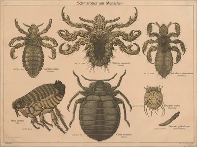 Parasites by F. E. Wachsmuth, 1890 — digital art print download