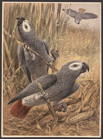 Parrot by F. E. Wachsmuth, 1890 — digital art print download