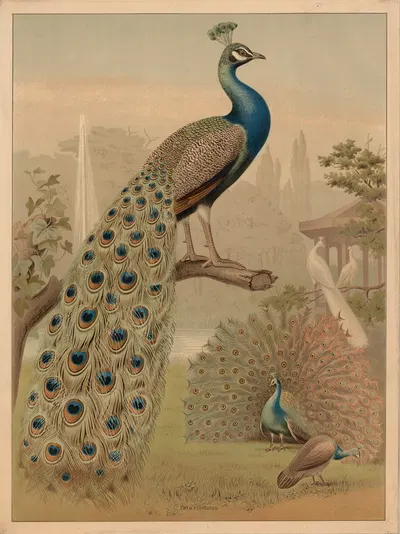 Peafowl (Pavo cristatus) by F. E. Wachsmuth, 1890 — digital art print download