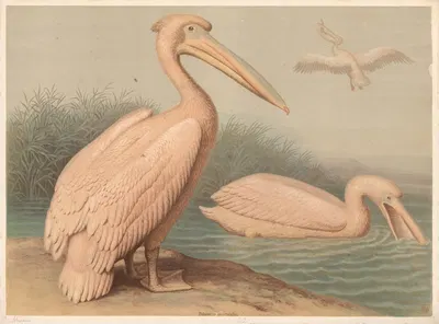 Pelican (Pelecanus onocrotalus) by F. E. Wachsmuth, 1890 — digital art print download