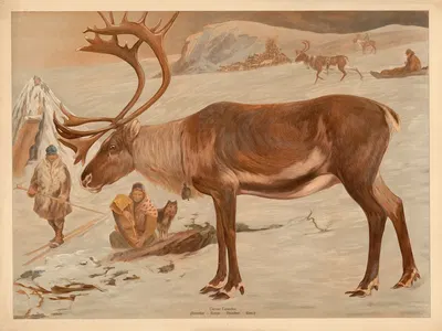 Reindeer by F. E. Wachsmuth, 1890 — digital art print download