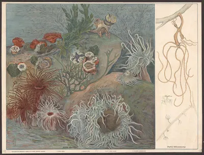 Sea anemones (Actinia), Freshwater Polyps (Hydra) by F. E. Wachsmuth, 1890 — digital art print download