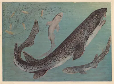Shark by F. E. Wachsmuth, 1890 — digital art print download
