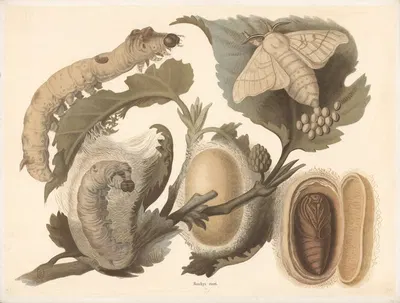 Silk moth by F. E. Wachsmuth, 1890 — digital art print download