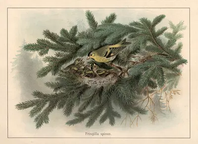 Siskin (Fringilla spinus) by F. E. Wachsmuth, 1890 — digital art print download