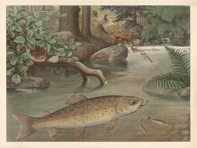 Trout by F. E. Wachsmuth, 1890 — digital art print download
