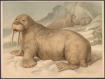 Walrus by F. E. Wachsmuth, 1890 — digital art print download
