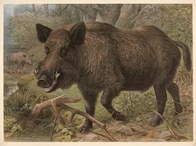 Wild boar (Sus scrofa) by F. E. Wachsmuth, 1890 — digital art print download