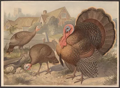 Wild turkey (Meleagris gallopavo) by F. E. Wachsmuth, 1890 — digital art print download