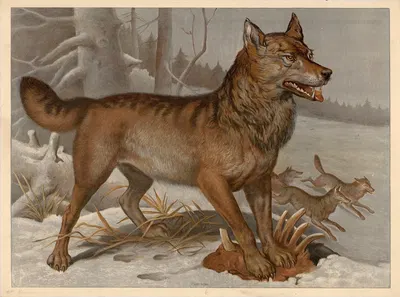 Wolf by F. E. Wachsmuth, 1890 — digital art print download