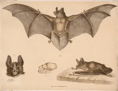 Bat by Franz Engleder, 1860 — digital art print download