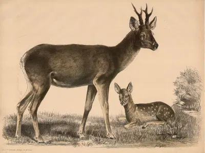 Reh (Capreolus vulgaris) und Junges by Franz Engleder, 1860 — digital art print download