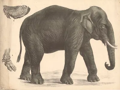 Indian elephant by Franz Engleder, 1860 — digital art print download
