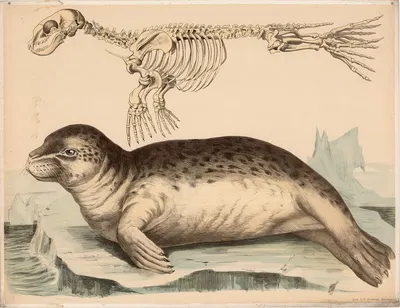 Seehund (Phoca vitulina) und sein Skelett by Franz Engleder, 1860 — digital art print download