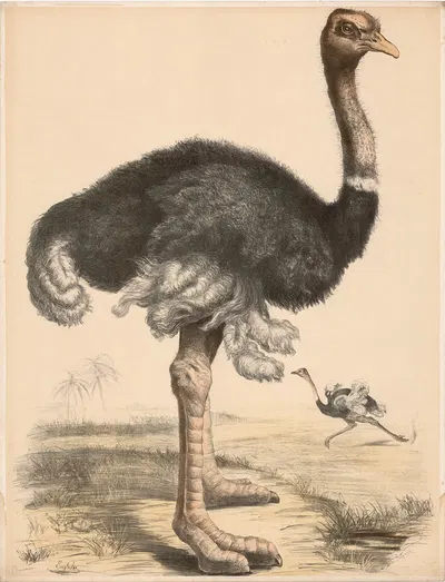 Strauss (Struthio camelus) by Franz Engleder, 1860 — digital art print download