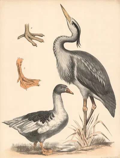 Fischreiher (Ardea cinerea) Gans (Anser) a) Watfuss und b) Schwimmfuss vergrssert by Franz Engleder, 1860 — digital art…