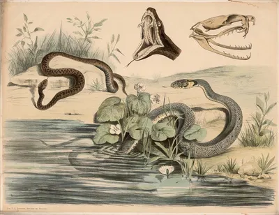 Kreuzotter, (Pelias berus) Ringelnatter, (Tropidonotus natrix) Schädel und geöffneter Rachen der ersteren verg by Franz…