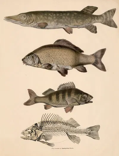 Hecht, (Esox lucius), Karpfen, (Cyprinus carpio), Barsch und sein Skelett (Perca fluviatilis) by Franz Engleder, 1860 —…