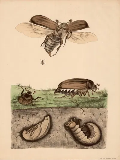 Maikäfer (Melolontha vulgaris) und seine Verwandlung by Franz Engleder, 1860 — digital art print download