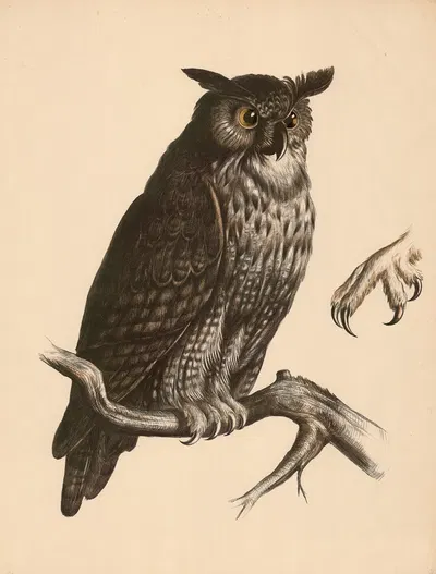 Uhu (Bubo maximus) Fuss mit Wendezehe by Franz Engleder, 1860 — digital art print download