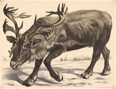 Renntier (Tarandusrangifer) by Franz Engleder, 1860 — digital art print download
