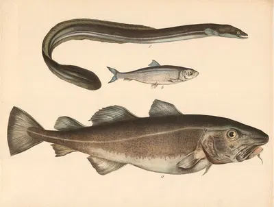 a Der Kabeljau (Gadus morrhua) b Der Häring (Clupea harengus) c Der Aal (anguilla fluviatilis) by Franz Engleder, 1860 —…