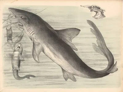 Der Haifisch (Carcharias vulgaris.) by Franz Engleder, 1860 — digital art print download