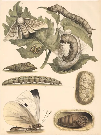 Seidenspinner (Bombyx mori) Stark vergrössert. a. Schmetterling, b. Raupe, c. Raube mit gespinnst. d. Eingesponnene Puppe…