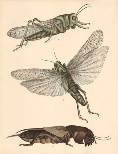 a b Wanderheuschecke (Acridium migratorium) a sitzend, b fliegend, c Maulwuefsgrille (Gryllotalpa vulgaris.) by Franz…