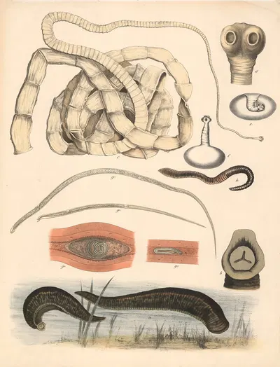 Leech, trichina, tapeworm and earthworm by Franz Engleder, 1860 — digital art print download