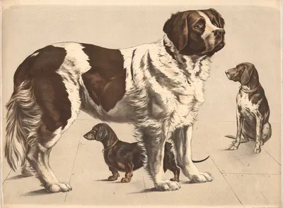 Hund (Canis familiaris) ) Bernhardiner ) Dachshund ) Hühnerhund by Franz Engleder, 1860 — digital art print download