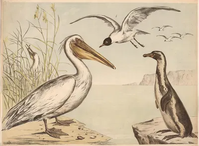 Pelikan Möve Pinguin by Franz Engleder, 1860 — digital art print download