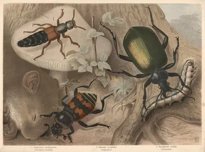 1. Staphylinus erythropterus. (Rothflügeliger Raubkäfer). 2. Calosoma sycophanta. (Puppenräuber). 3. Necrophorus vespillo.…