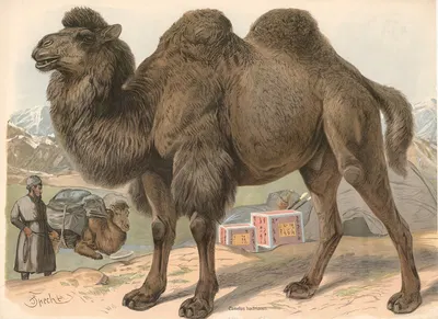 Bactrian camel (Camelus bactrianus) by Friedrich Specht, 1890 — digital art print download