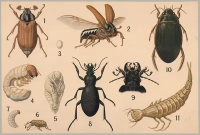 Beetles by Friedrich Specht, 1911 — digital art print download