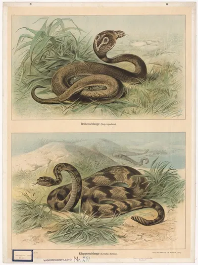 Brillenschlange. (Naja tripudians). Klapperschlange (Crotalus durissus) by Friedrich Specht, 1890 — digital art print…