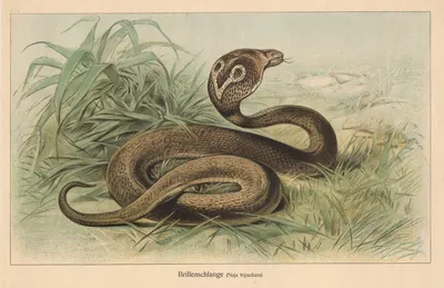 Brillenschlange. (Naja tripudians) by Friedrich Specht, 1890 — digital art print download