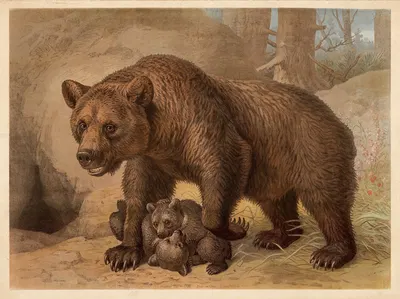 Brown bear by Friedrich Specht, 1890 — digital art print download